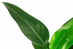 Baumfreund - Philodendron 'Imperial Green', Hydrokultur