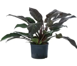 Baumfreund - Philodendron 'Imperial Red', Hydrokultur
