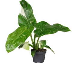 Baumfreund - Philodendron 'Jose Buono'