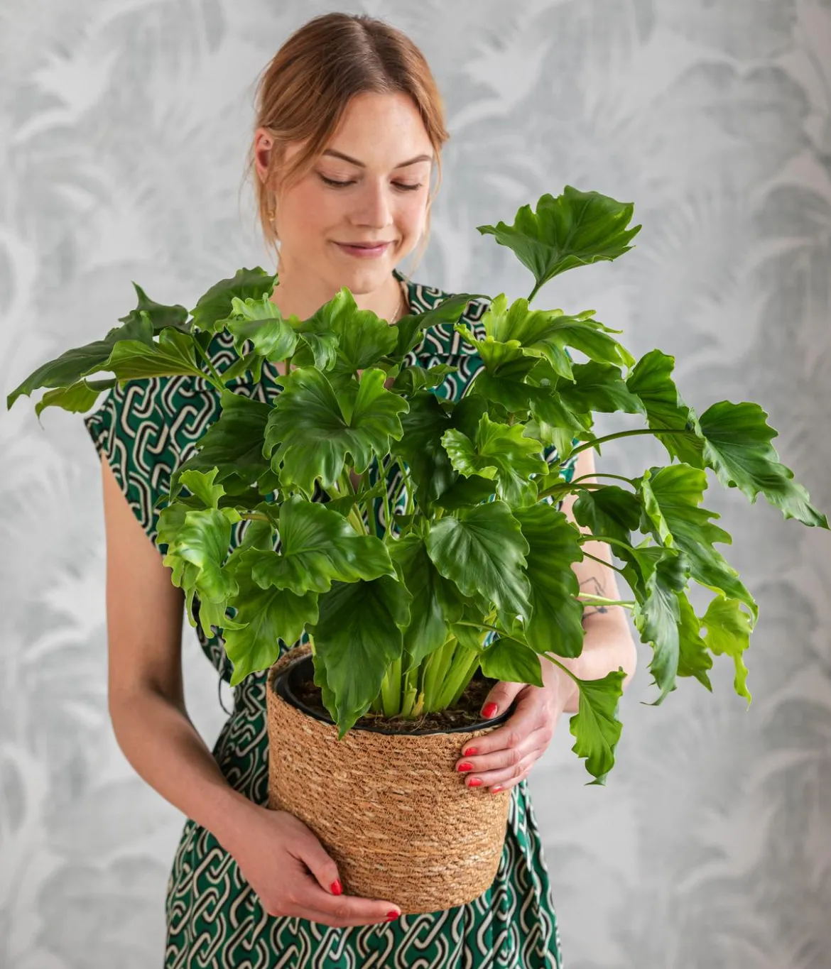 Baumfreund - Philodendron 'Little Hope'