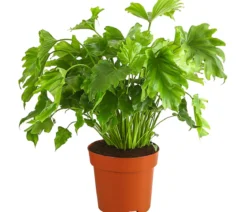 Baumfreund - Philodendron 'Little Hope'