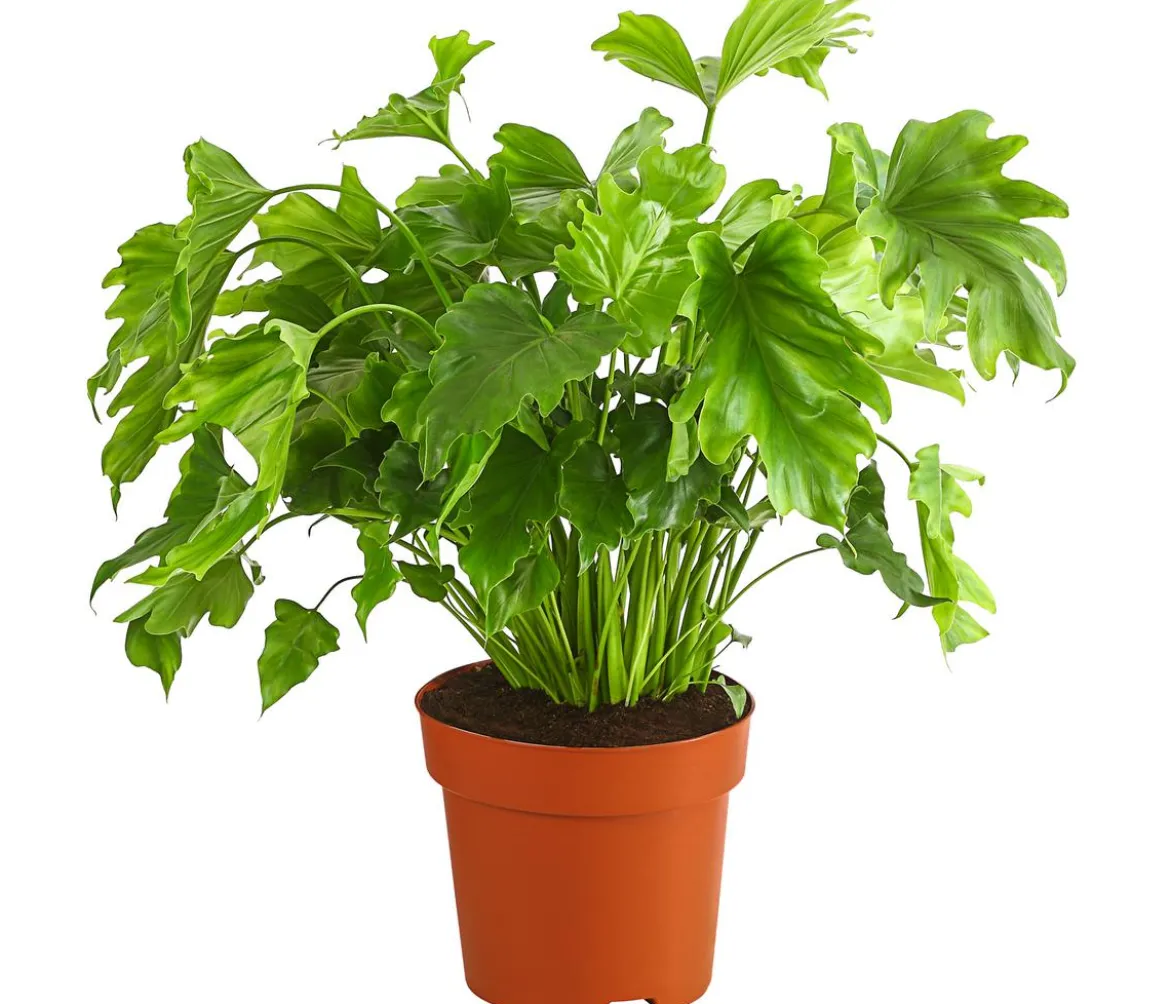 Baumfreund - Philodendron 'Little Hope'