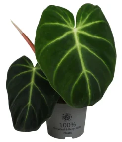 Baumfreund - Philodendron luxurians