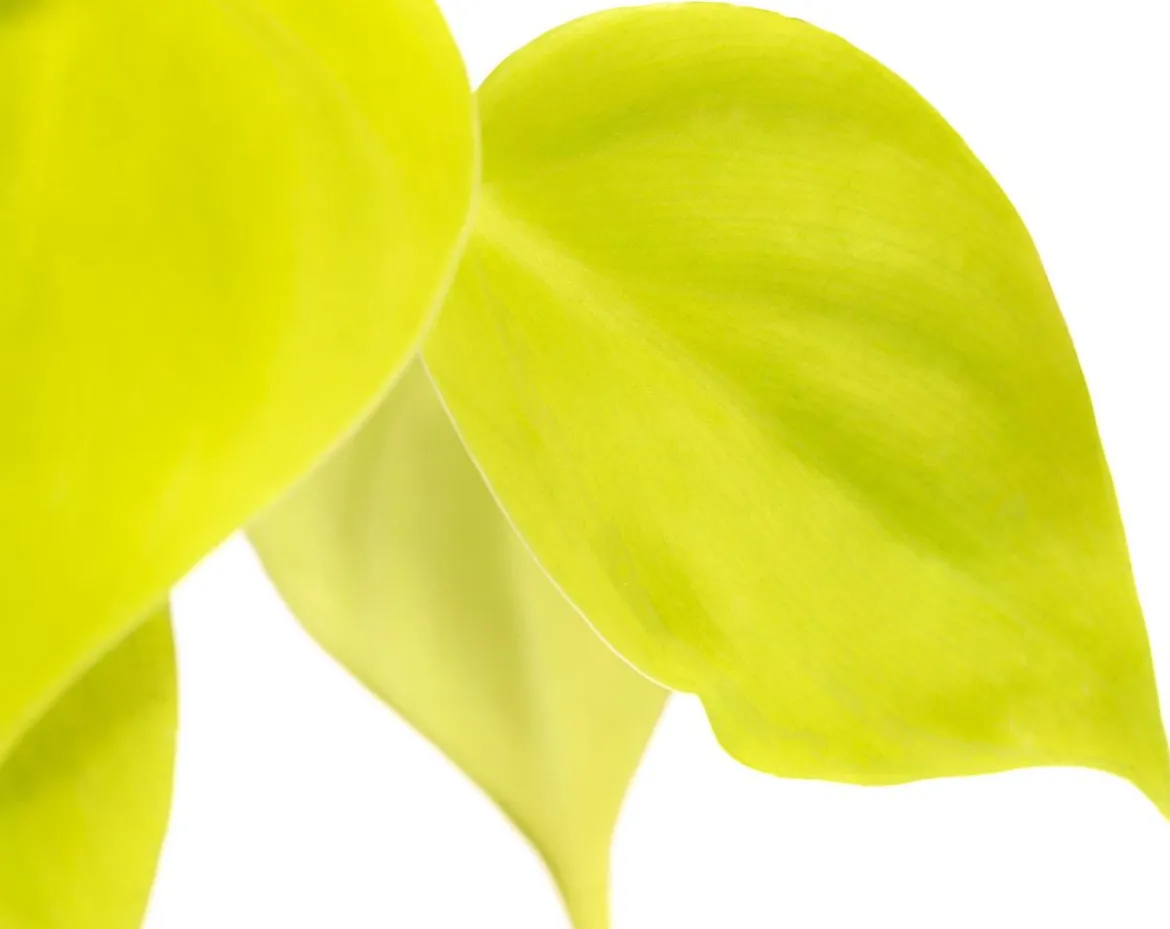 Baumfreund - Philodendron micans 'Lime'