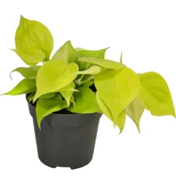 Baumfreund - Philodendron micans 'Lime'