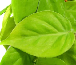 Baumfreund - Philodendron micans 'Lime' am Kratistestab