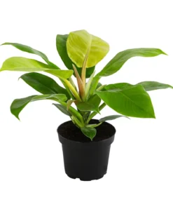 Baumfreund - Philodendron 'Moonlight'