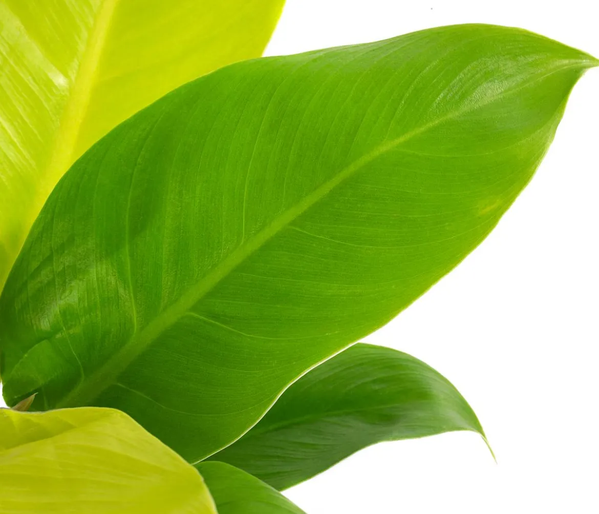 Baumfreund - Philodendron 'Moonlight'
