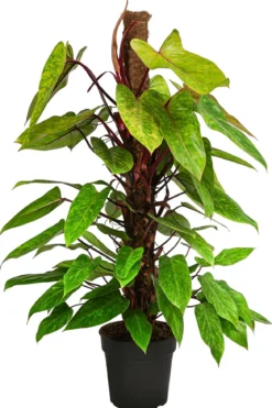 Baumfreund - Philodendron 'Painted Lady'