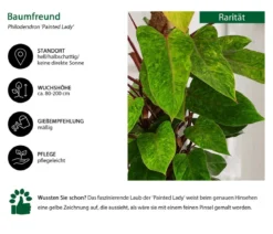 Baumfreund - Philodendron 'Painted Lady'
