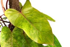 Baumfreund - Philodendron 'Painted Lady'