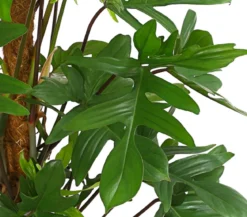 Baumfreund - Philodendron pedatum