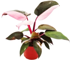 Baumfreund - Philodendron 'Pink Princess'