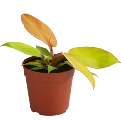 Baumfreund - Philodendron 'Prince of Orange'