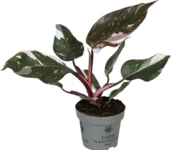 Baumfreund - Philodendron 'Red Anderson'