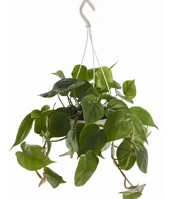 Baumfreund - Philodendron scandens, Ampel