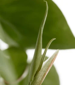 Baumfreund - Philodendron scandens, Ampel