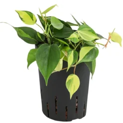 Baumfreund - Philodendron scandens, Hydrokultur