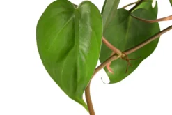 Baumfreund - Philodendron scandens, Hydrokultur