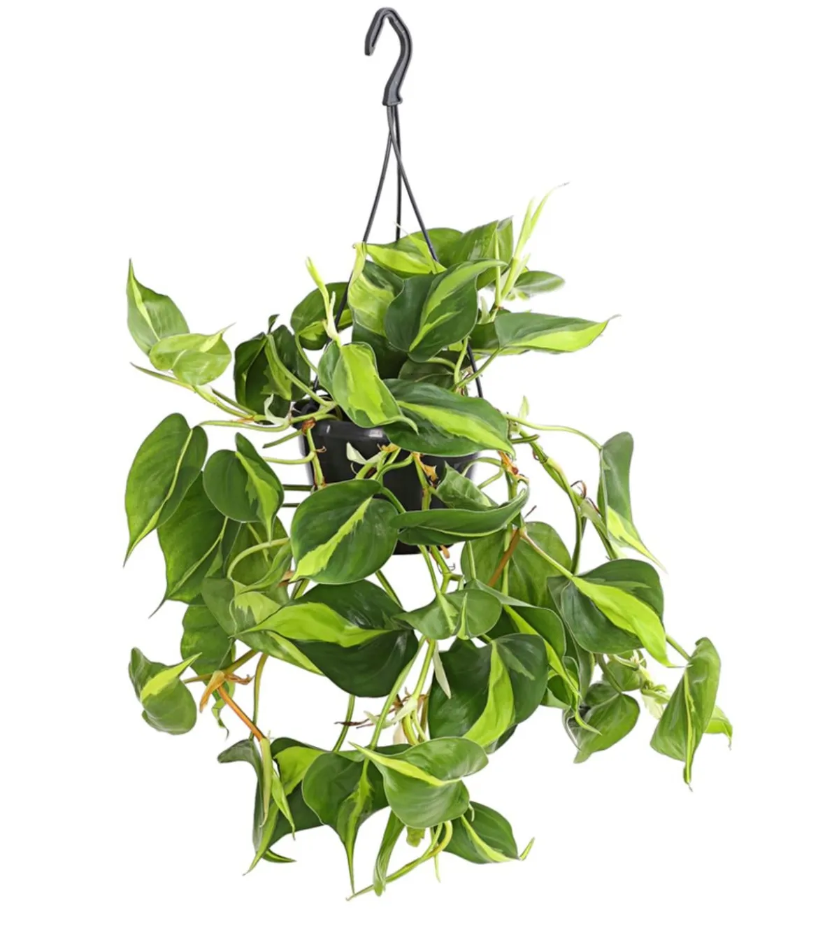 Baumfreund - Philodendron scandens 'Brasil', Ampel