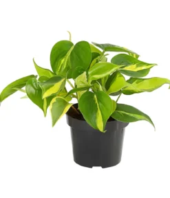 Baumfreund - Philodendron scandens 'Brasil'