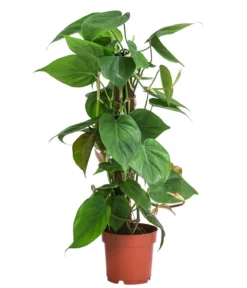 Baumfreund - Philodendron scandens am Kratistestab