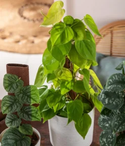 Baumfreund - Philodendron scandens am Kratistestab
