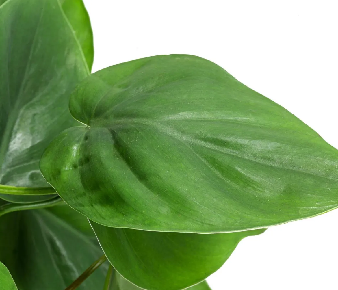 Baumfreund - Philodendron scandens am Kratistestab