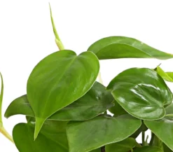Baumfreund - Philodendron scandens
