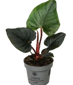 Baumfreund - Philodendron serpens