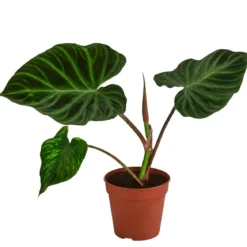 Baumfreund - Philodendron verrucosum