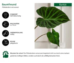 Baumfreund - Philodendron verrucosum