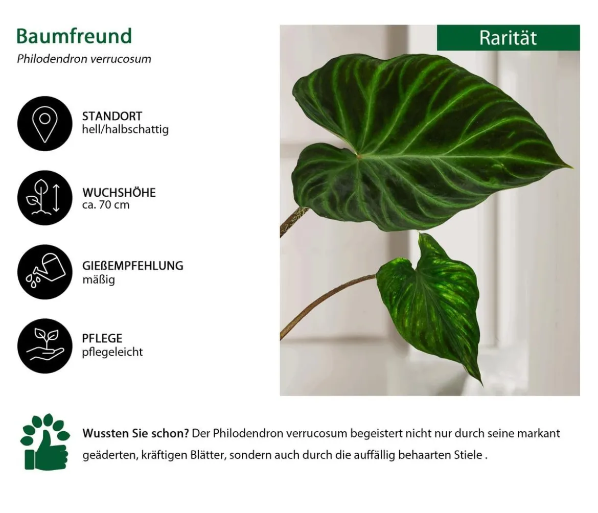 Baumfreund - Philodendron verrucosum