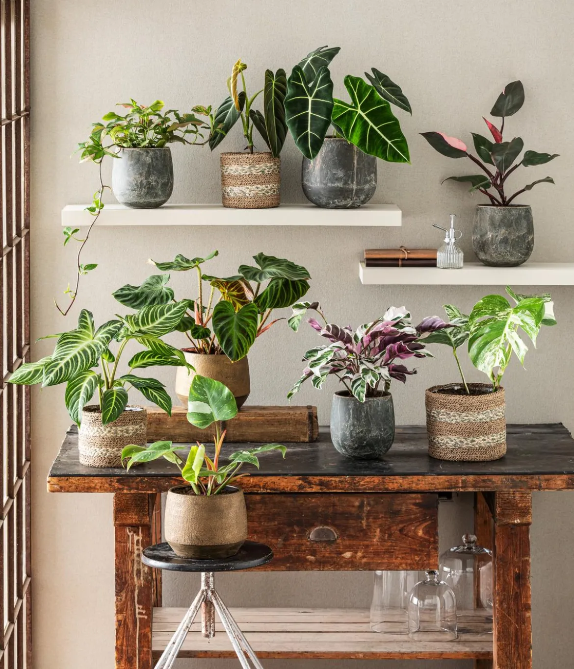 Baumfreund - Philodendron verrucosum