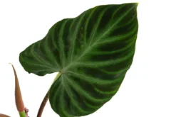 Baumfreund - Philodendron verrucosum