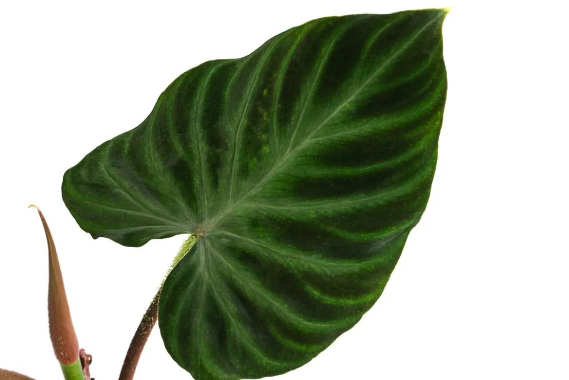 Baumfreund - Philodendron verrucosum