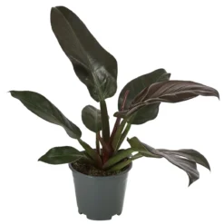 Baumfreund - Philodendron, verschiedene Sorten