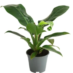 Baumfreund - Philodendron, verschiedene Sorten