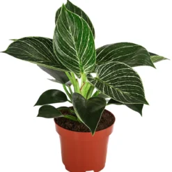 Baumfreund - Philodendron 'White Wave'