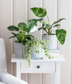 Baumfreund - Philodendron 'White Wave'