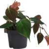 Baumfreund-Set - Philodendron, 3-teilig
