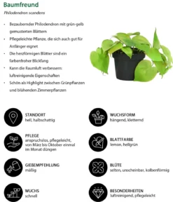 Baumfreund-Set - Philodendron, 3-teilig