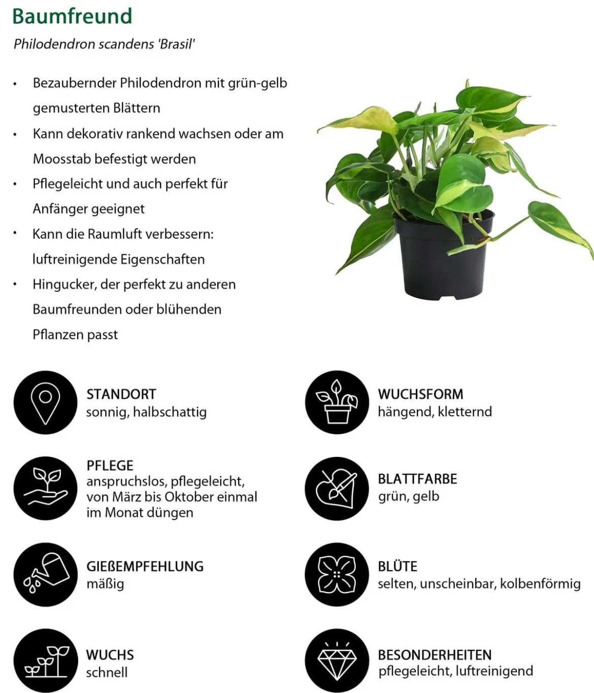 Baumfreund-Set - Philodendron, 3-teilig