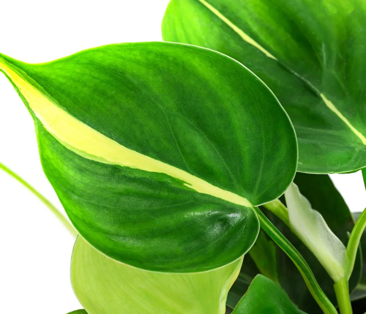 Baumfreund-Set - Philodendron, 3-teilig