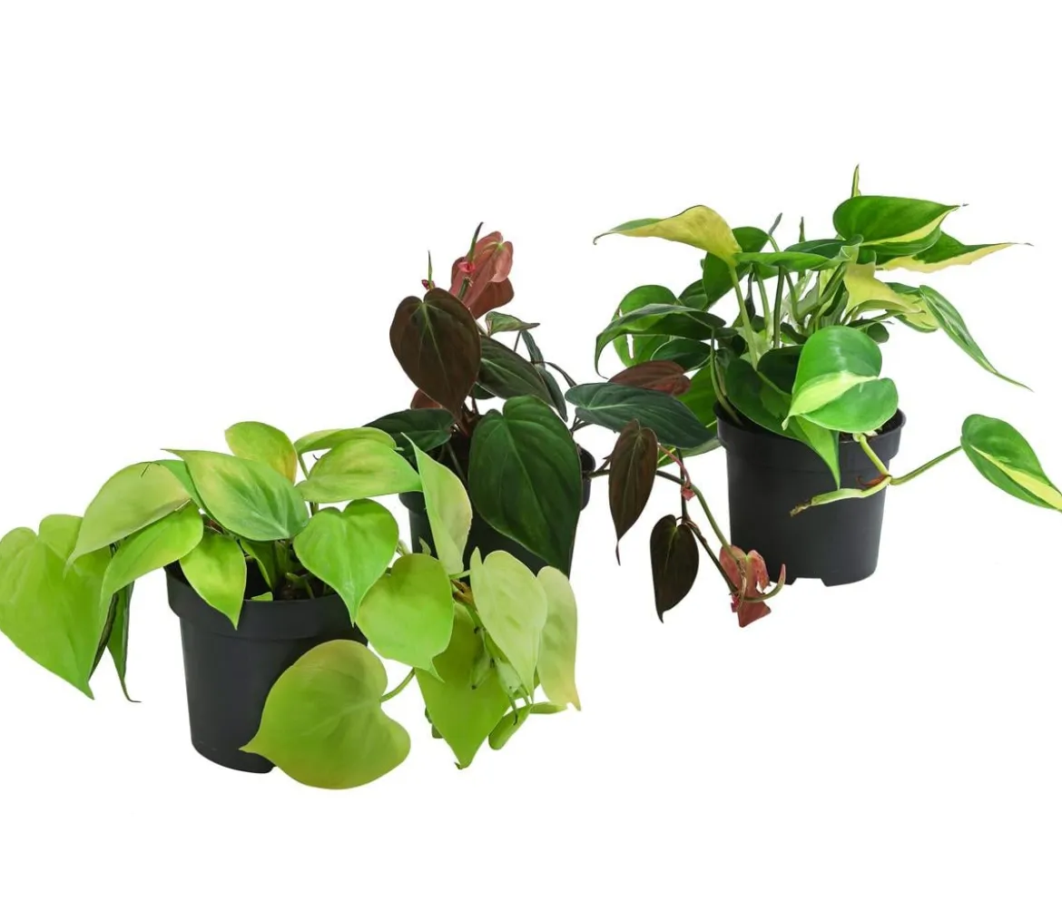 Baumfreund-Set - Philodendron, 3-teilig