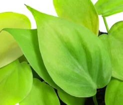 Baumfreund-Set - Philodendron, 3-teilig