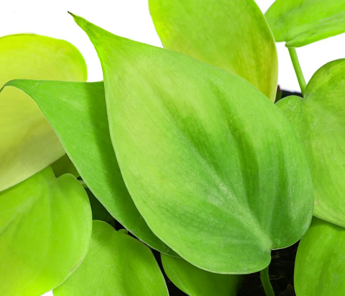 Baumfreund-Set - Philodendron, 3-teilig