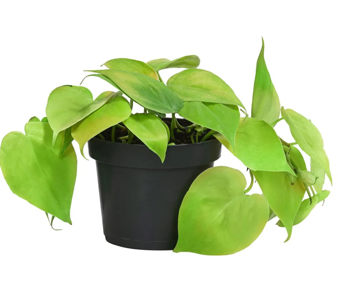 Baumfreund-Set - Philodendron, 3-teilig