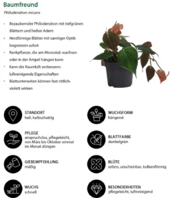 Baumfreund-Set - Philodendron, 3-teilig