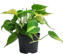 Baumfreund-Set - Philodendron, 3-teilig